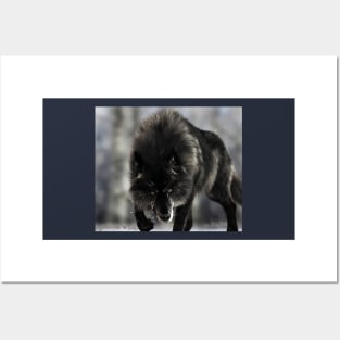 Black Wolf Posters and Art